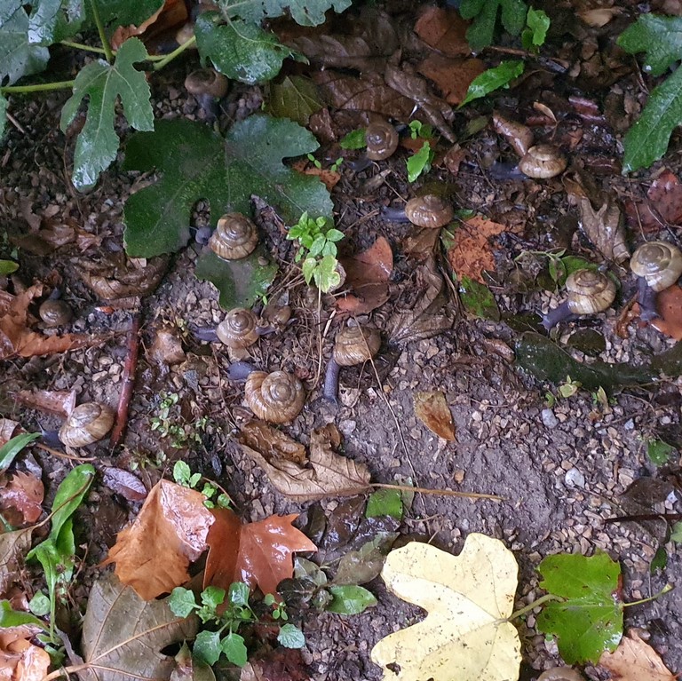 Recept slakken Recept escargots slakken