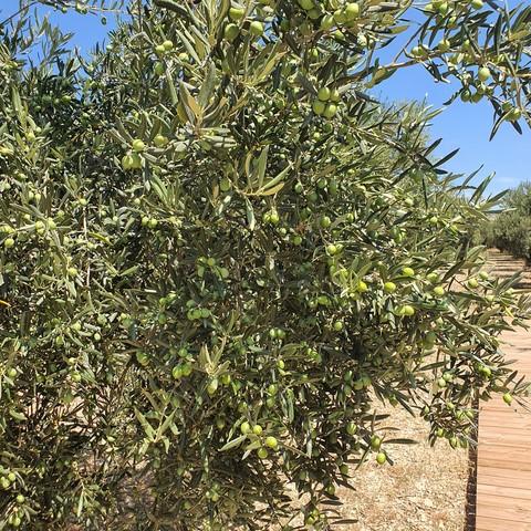 olijfboom les baux de provence
